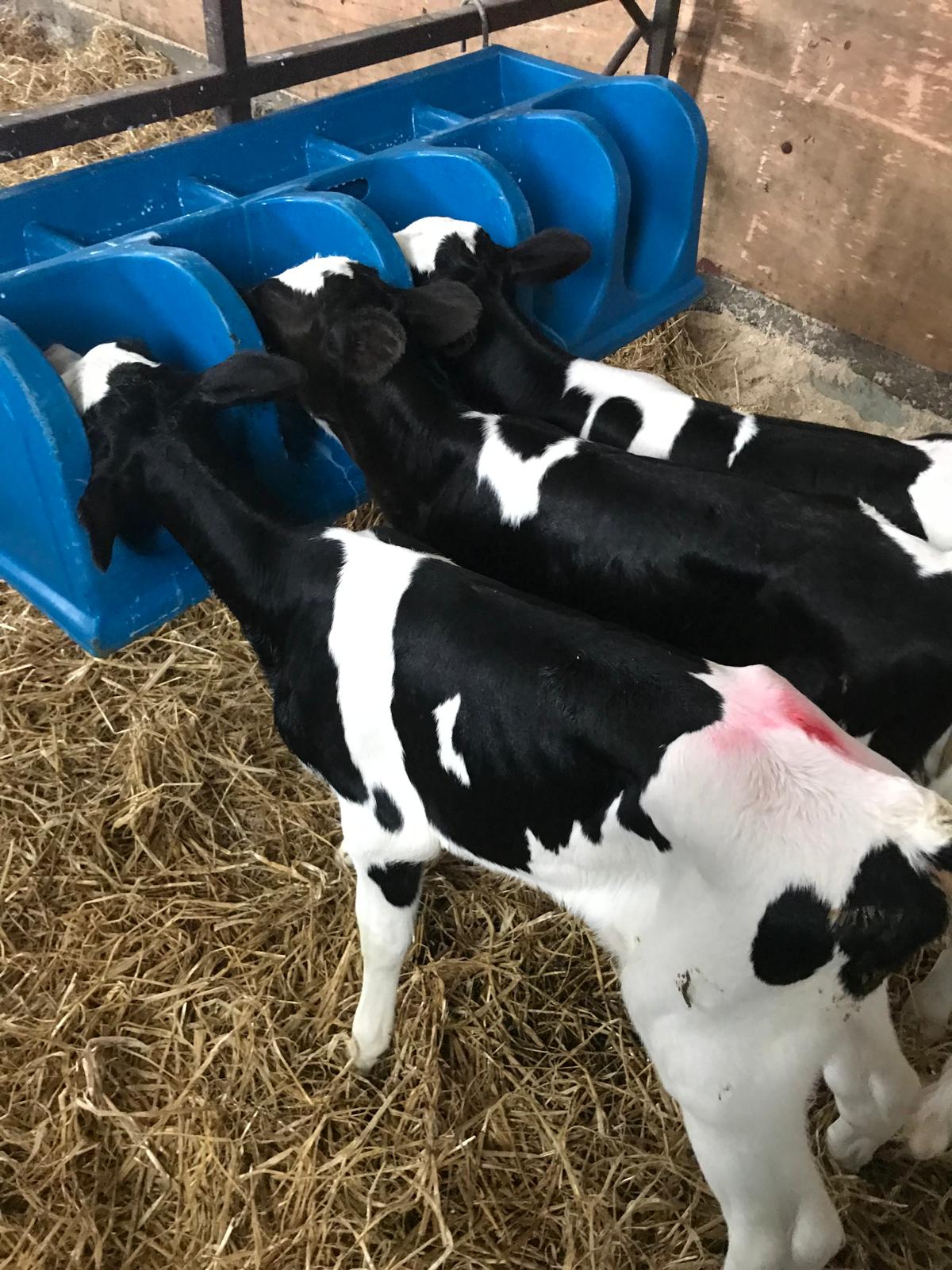 Calves at Workman Farms