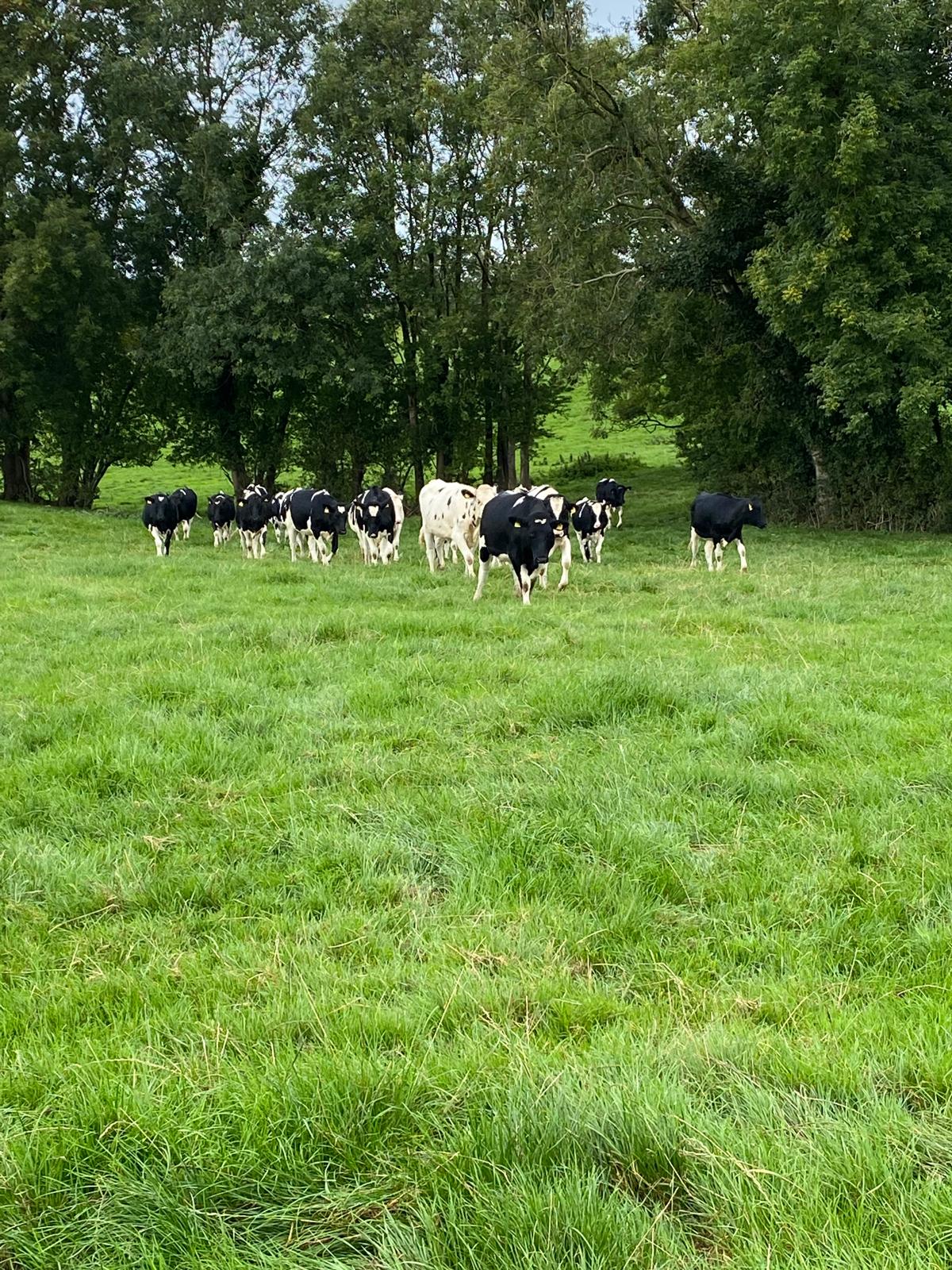 Workman Farms dairy herd grazing