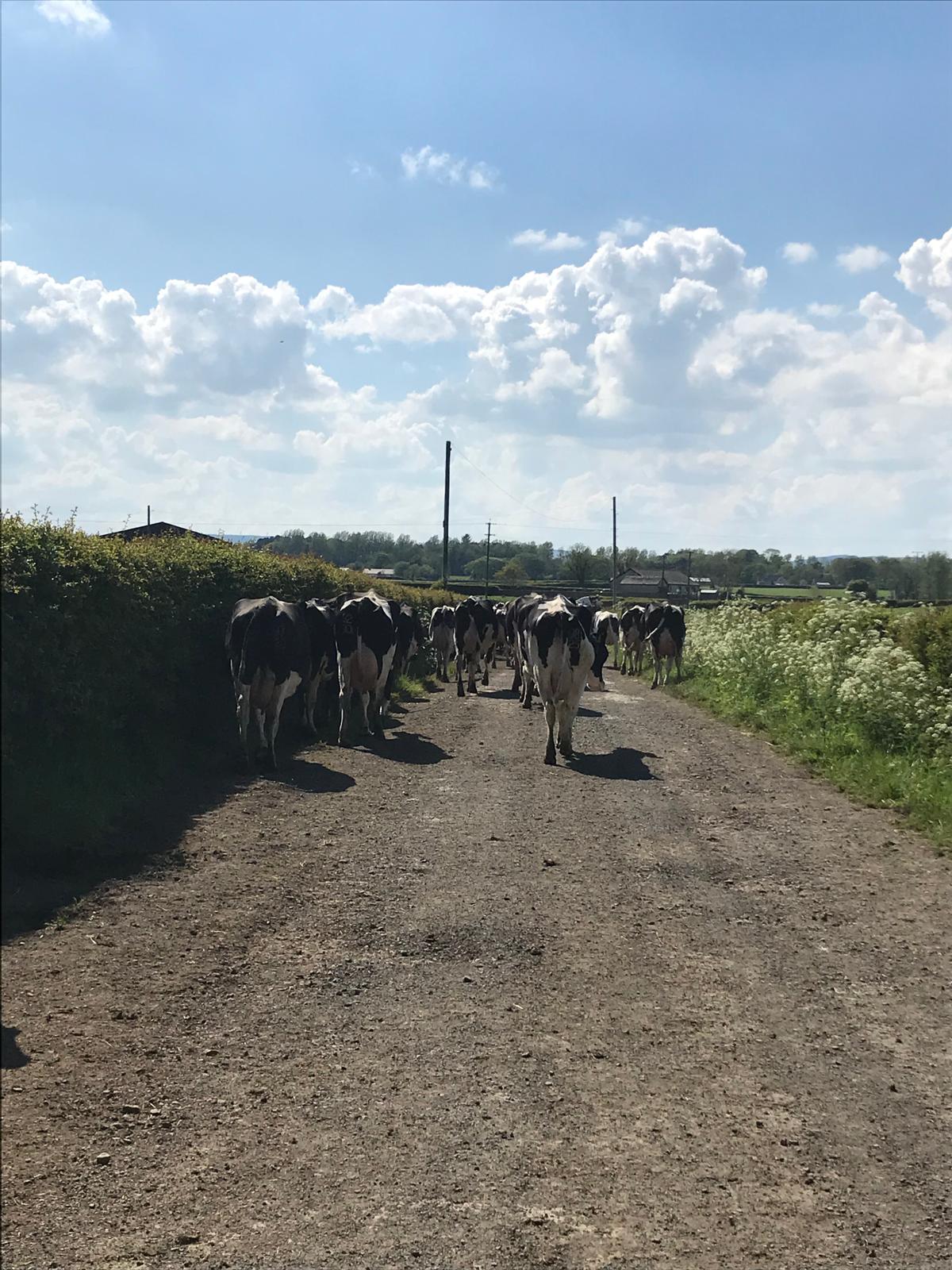 Cows walking along the farm lane